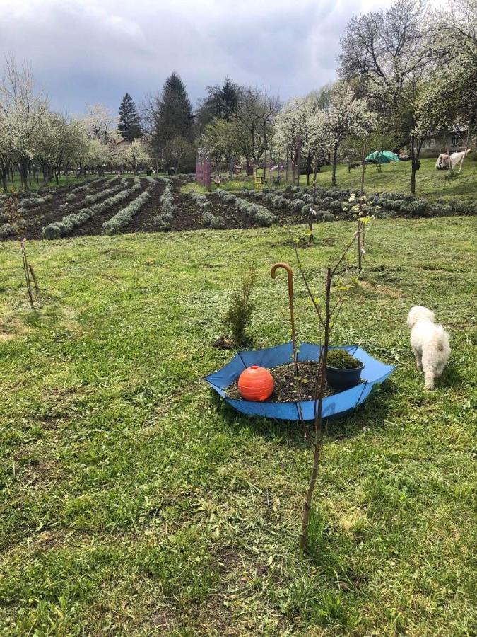 Casa Rurala Cu Livada Lavandra Câmpina Buitenkant foto