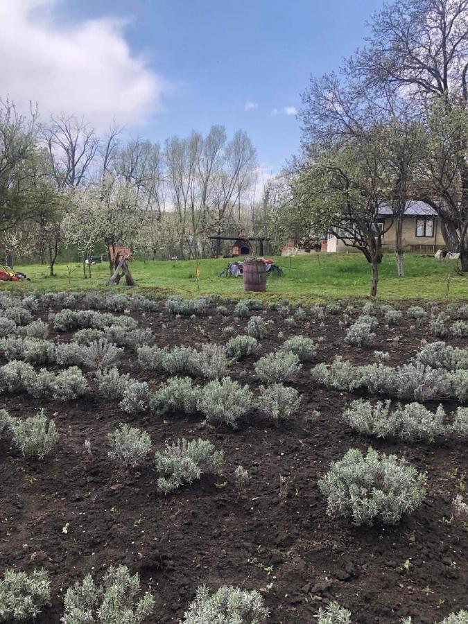 Casa Rurala Cu Livada Lavandra Câmpina Buitenkant foto